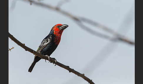 Purpurmasken-Bartvogel (Lybius guifsobalito)