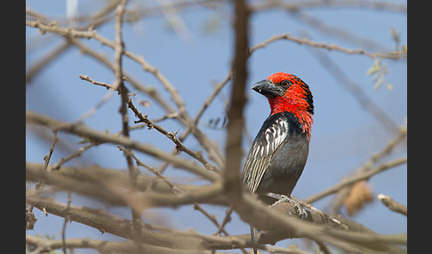 Purpurmasken-Bartvogel (Lybius guifsobalito)