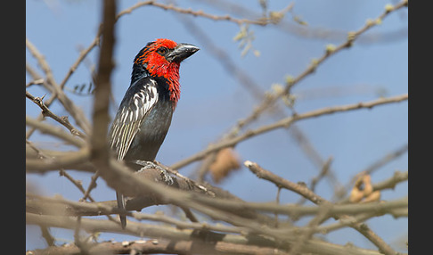 Purpurmasken-Bartvogel (Lybius guifsobalito)