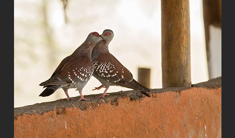 Guineataube (Columba guinea)