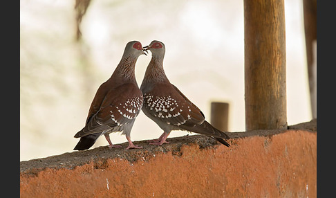 Guineataube (Columba guinea)