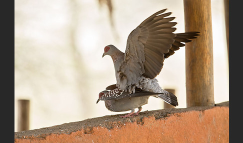 Guineataube (Columba guinea)