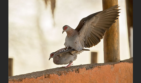 Guineataube (Columba guinea)