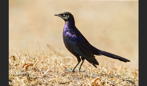 Schweifglanzstar (Lamprotornis purpuroptera)