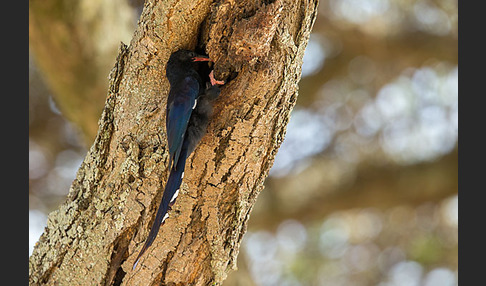 Schwarzschnabel-Baumhopf (Phoeniculus somaliensis)