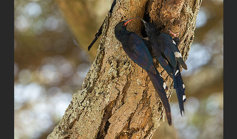 Schwarzschnabel-Baumhopf (Phoeniculus somaliensis)