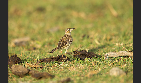 Zimtspornpieper (Anthus cinnamomeus)