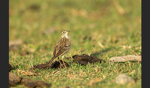 Zimtspornpieper (Anthus cinnamomeus)