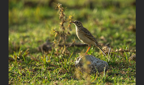 Zimtspornpieper (Anthus cinnamomeus)