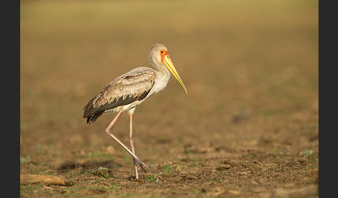 Nimmersatt (Mycteria ibis)