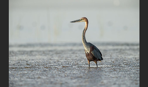 Goliathreiher (Ardea goliath)