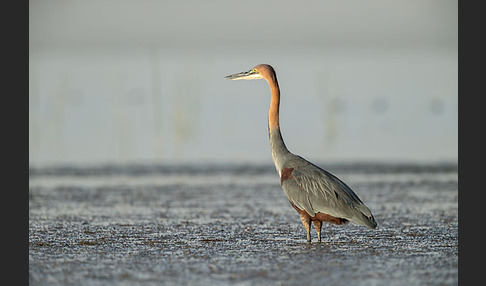 Goliathreiher (Ardea goliath)