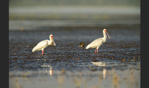 Afrikanischer Löffler (Platalea alba)