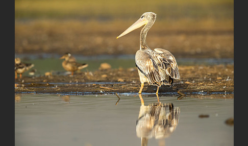 Rötelpelikan (Pelecanus rufescens)