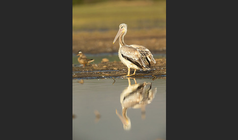 Rötelpelikan (Pelecanus rufescens)