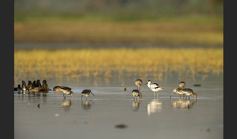 Uferschnepfe (Limosa limosa)