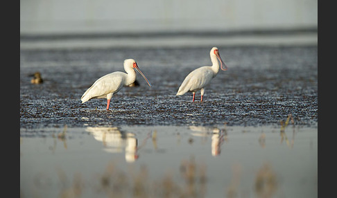 Afrikanischer Löffler (Platalea alba)