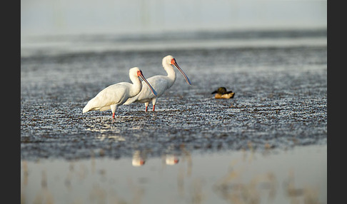 Afrikanischer Löffler (Platalea alba)