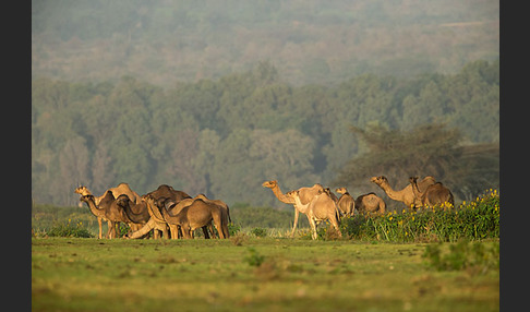 Dromedar (Camelus dromedarius)