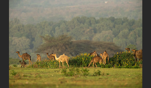 Dromedar (Camelus dromedarius)