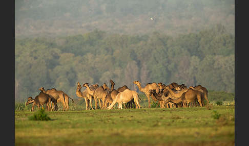 Dromedar (Camelus dromedarius)