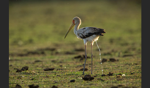 Nimmersatt (Mycteria ibis)