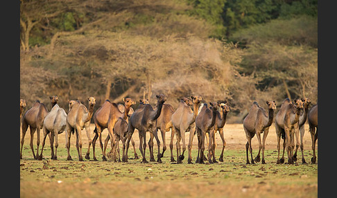 Dromedar (Camelus dromedarius)