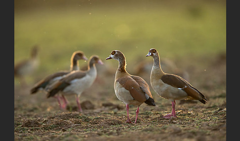 Nilgans (Alopochen aegyptiacus)