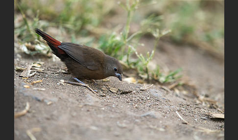 Dunkelamarant (Lagonosticta rubricata)