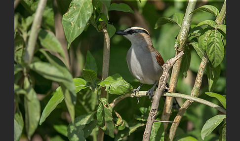 Senegaltschagra (Tchagra senegala)