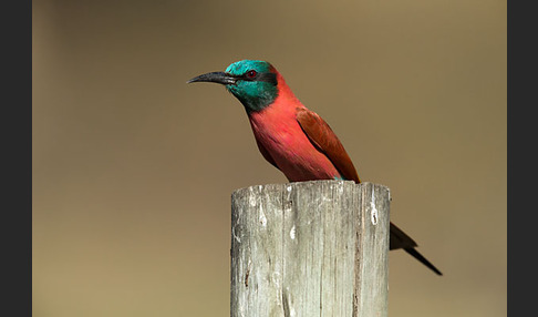 Scharlachspint (Merops nubicus)