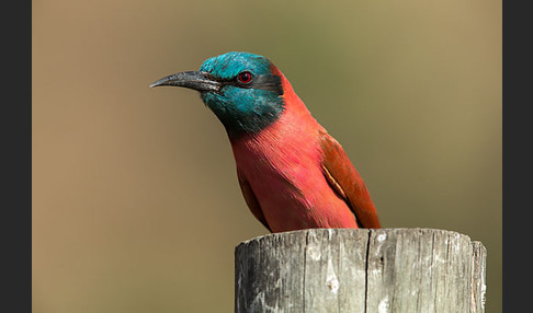 Scharlachspint (Merops nubicus)