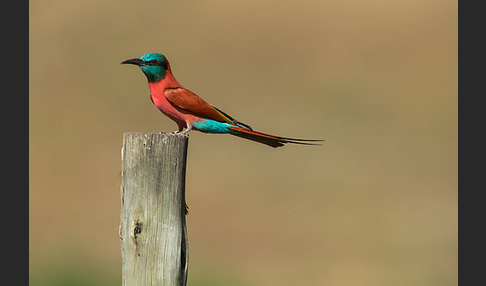 Scharlachspint (Merops nubicus)