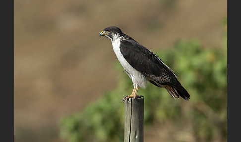 Augurbussard (Buteo augur)