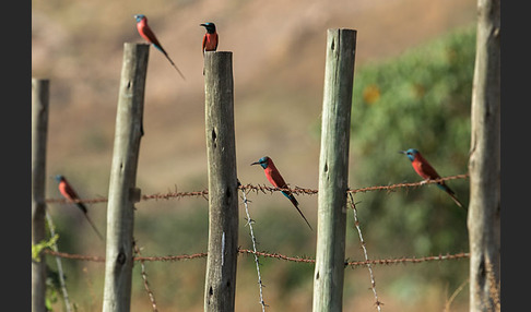 Scharlachspint (Merops nubicus)