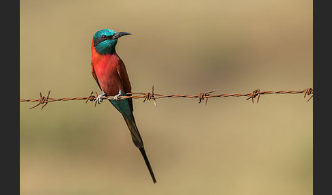 Scharlachspint (Merops nubicus)