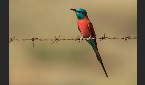 Scharlachspint (Merops nubicus)