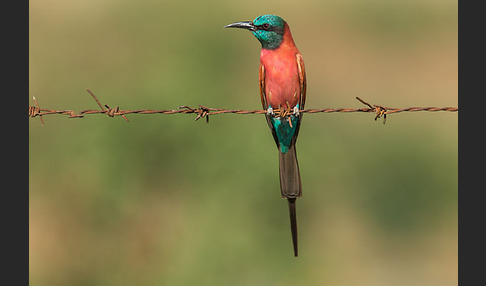 Scharlachspint (Merops nubicus)