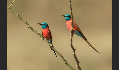 Scharlachspint (Merops nubicus)