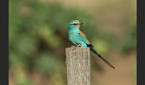 Senegalracke (Coracias abyssinicus)