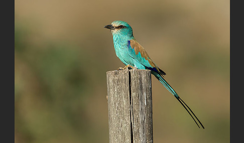 Senegalracke (Coracias abyssinicus)