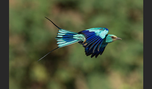 Senegalracke (Coracias abyssinicus)