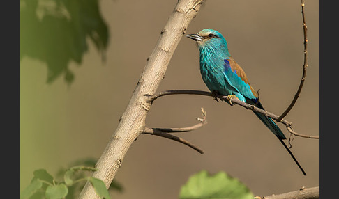 Senegalracke (Coracias abyssinicus)