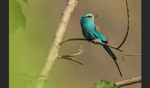 Senegalracke (Coracias abyssinicus)