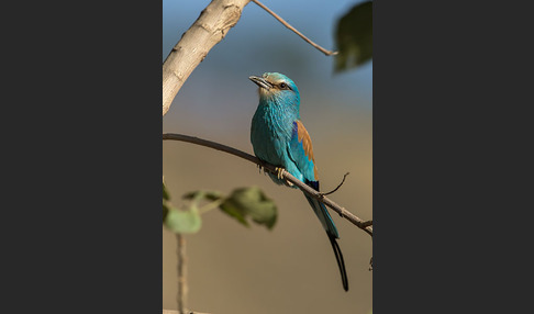 Senegalracke (Coracias abyssinicus)