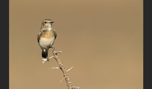 Weißsterniges Blaukehlchen (Luscinia svecica cyanecula)