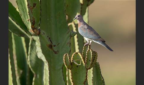 Palmtaube (Streptopelia senegalensis)