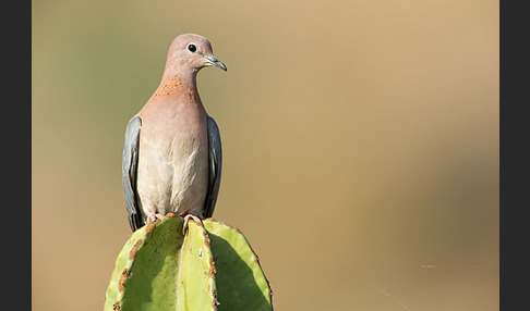 Palmtaube (Streptopelia senegalensis)