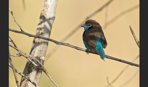 Schmetterlingsastrild (Uraeginthus bengalus)