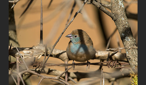 Schmetterlingsastrild (Uraeginthus bengalus)